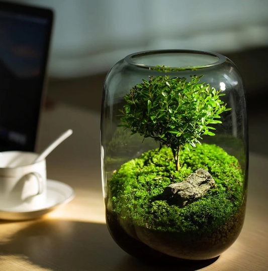 Terrarium con luce a led e base in legno - Fenomenologia Shop