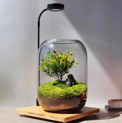 Terrarium con luce a led e base in legno - Fenomenologia Shop