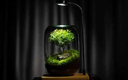 Terrarium con luce a led e base in legno - Fenomenologia Shop